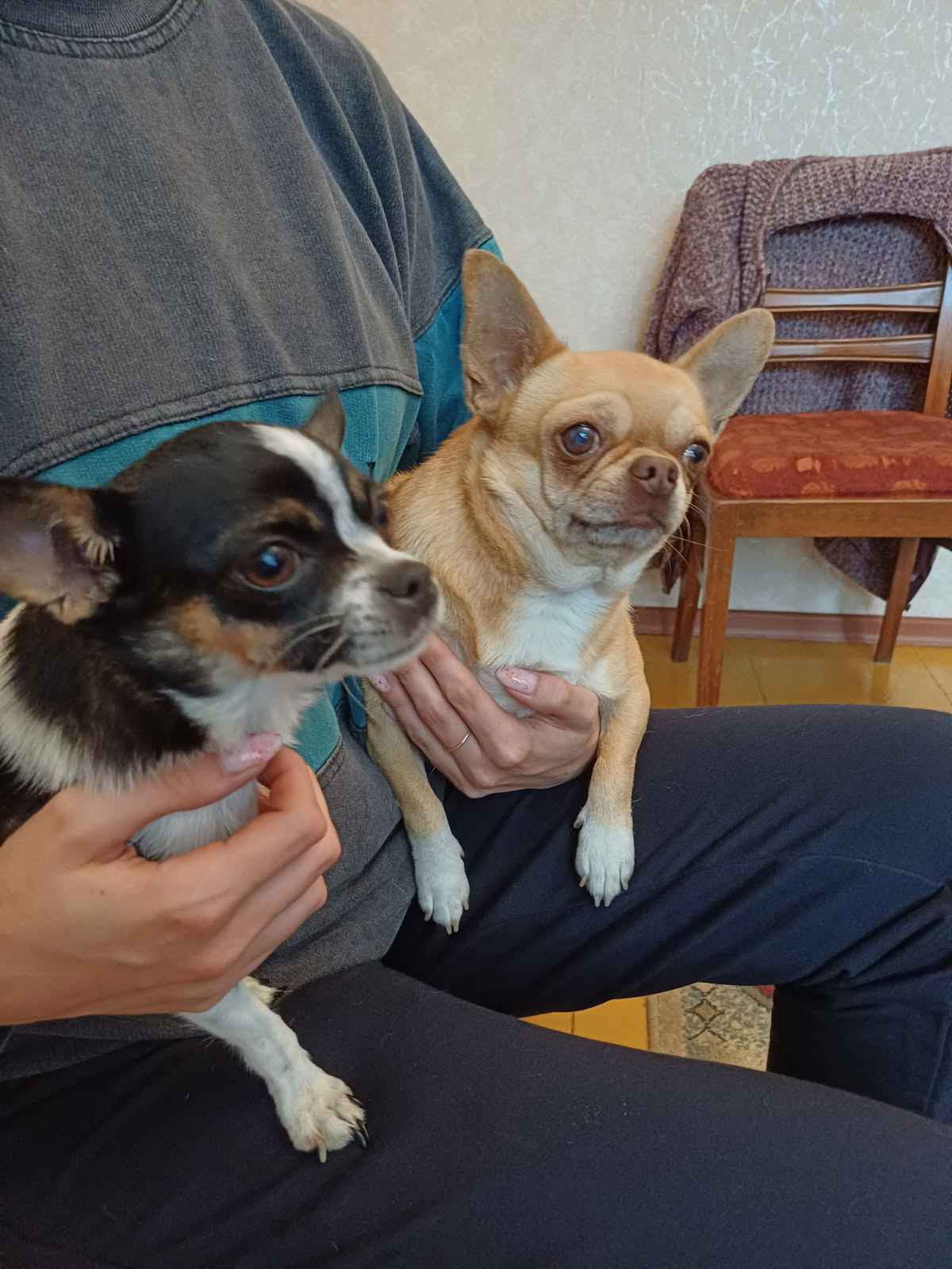 Pieski chihuahua Mińsk Mazowiecki - zdjęcie 6