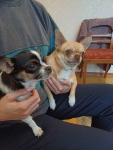 Pieski chihuahua Mińsk Mazowiecki - zdjęcie 6