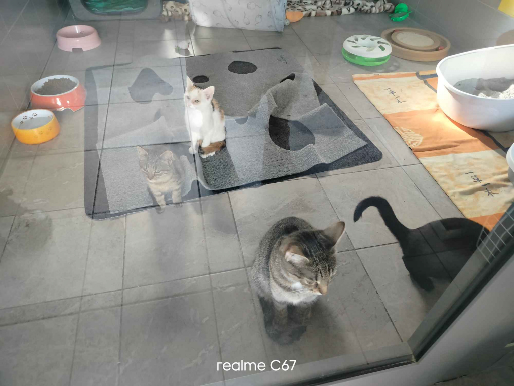 Hotel dla zwierząt domowych Zabrze - zdjęcie 2