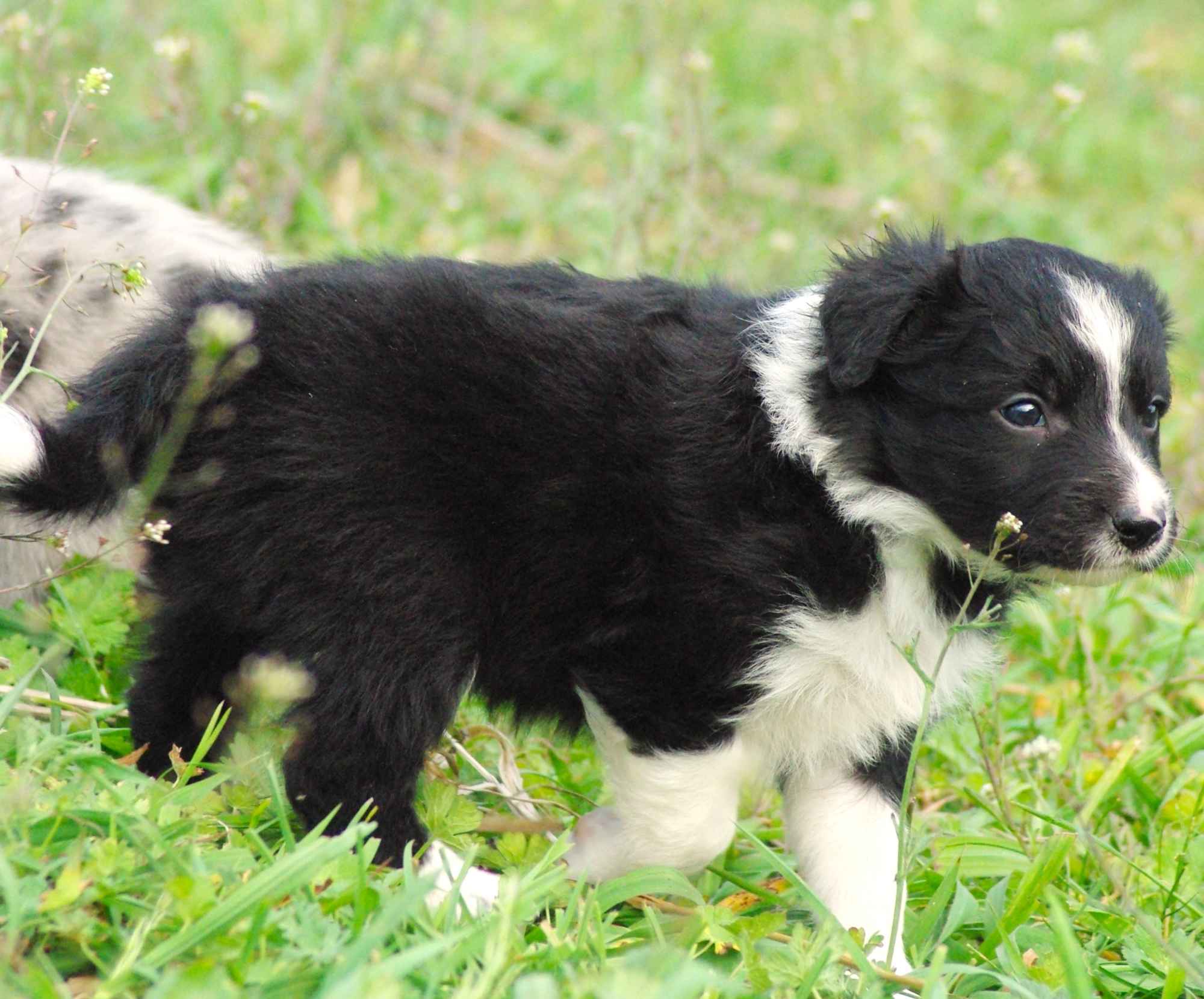 Border collie blue merle blue eyes Lublin - zdjęcie 5