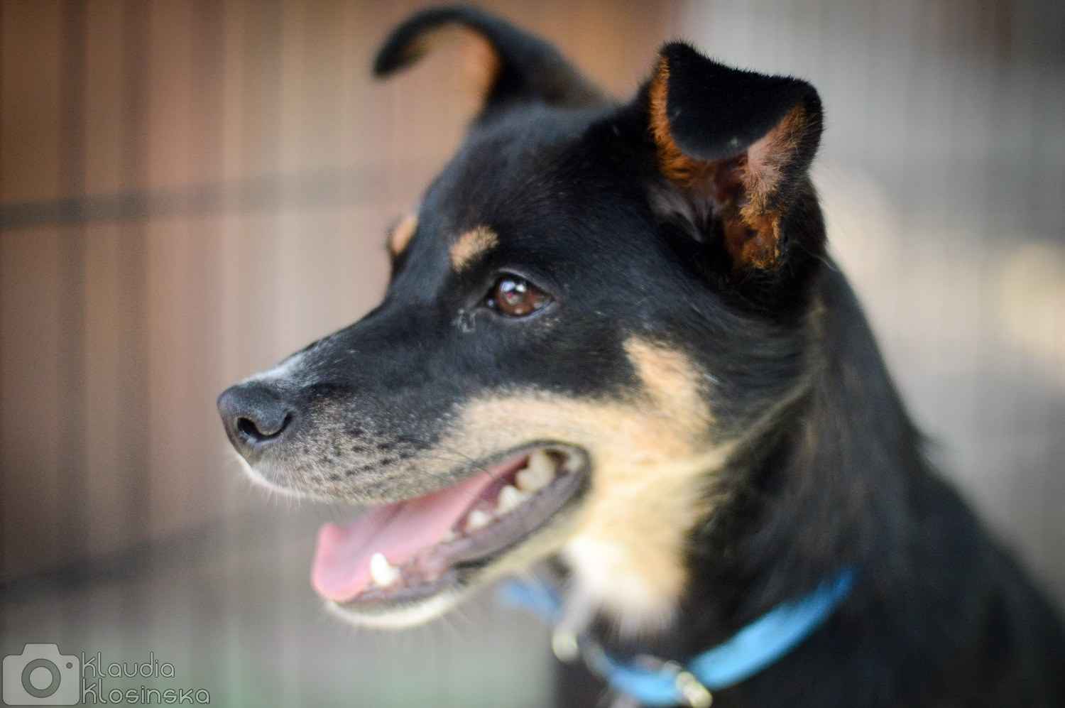 Natka - mała wojowniczka o wielkim sercu! Olsztyn - zdjęcie 3