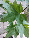 Klon zwyczajny sadzonki w doniczkach Acer platanoides Buczków - zdjęcie 2