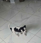 Szczeniaki amstaff Oleksów - zdjęcie 2