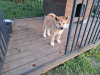 Akita japońska gotowa do odbioru