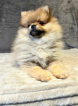 Szpic miniaturowy, Pomeranian - ORANGE