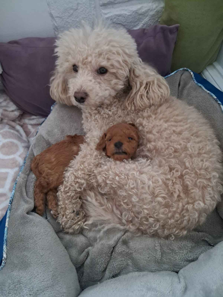 Pudel Toy z hodowli Sweet Angel Wielkopole - zdjęcie 2