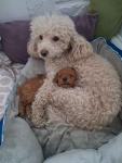 Pudel Toy z hodowli Sweet Angel Wielkopole - zdjęcie 2