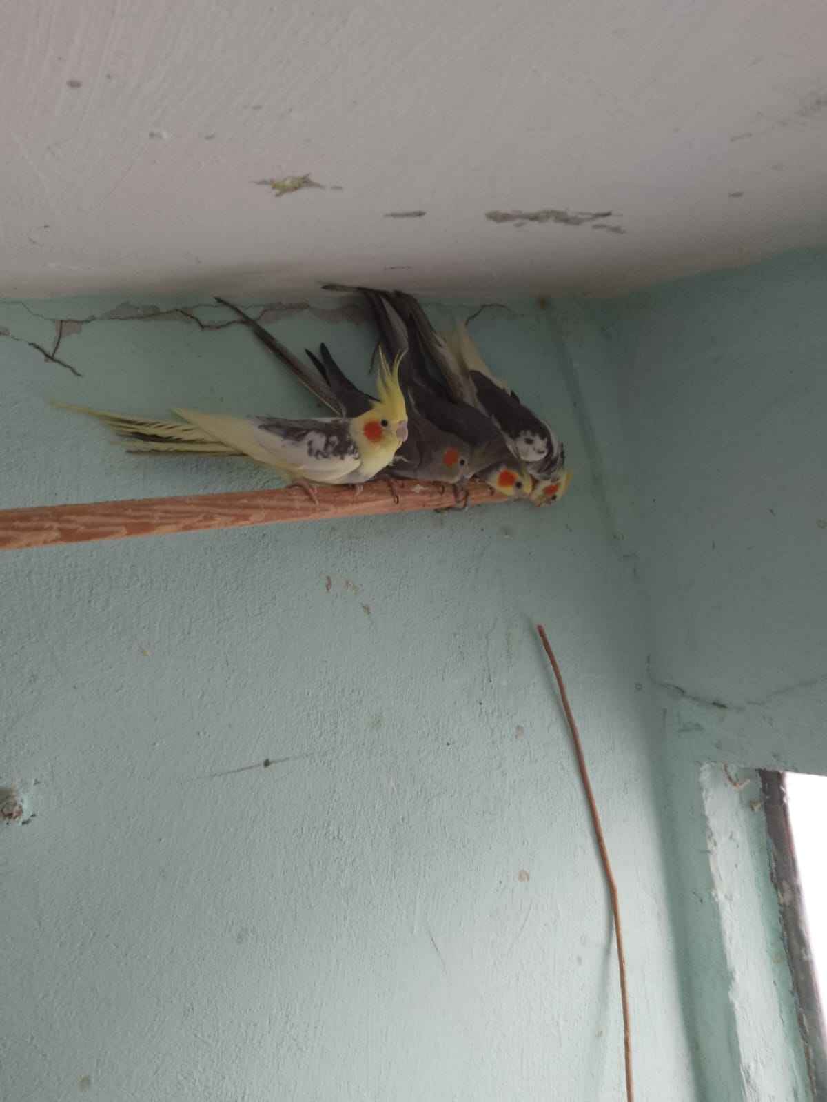 Sprzedam papugę nimfy Bytom - zdjęcie 1