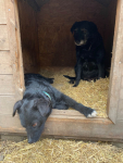 Dwa psy do wspólnej adopcji - Tata i Syn - nie pozwólmy ich rozdzielić Oborniki - zdjęcie 4