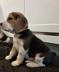 Beagle na sprzedaż Bielsk Podlaski - zdjęcie 7