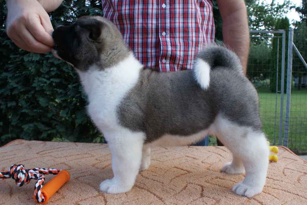 Pełne, oszałamiające, wysokiej jakości psy rasy Akita gotowe Katowice - zdjęcie 2