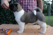 Pełne, oszałamiające, wysokiej jakości psy rasy Akita gotowe Katowice - zdjęcie 2