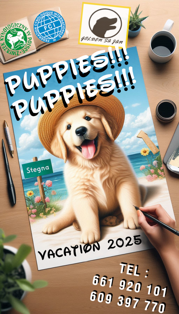 Szczeniak / piesek Golden Retriever Związek Kynologiczny FCI Wadowice - zdjęcie 1