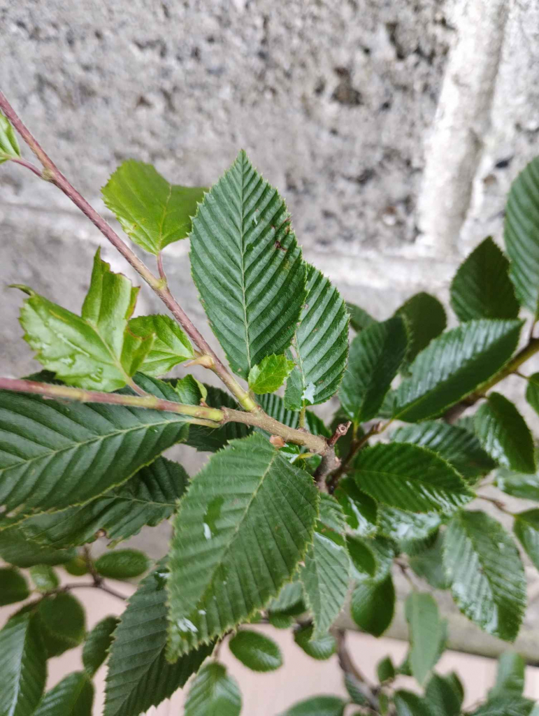 Grab pospolity sadzonki 150cm w doniczkach Carpinus betulus Buczków - zdjęcie 1