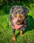 Dostojny, majestatyczny, silny Diego w typie rottweilera szuka domu! Mokotów - zdjęcie 3