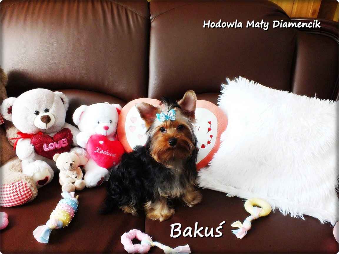 Yorkshire Terrier York piesek Bakuś szczeniaczek 4-miesięczny Rodowód Żary - zdjęcie 2