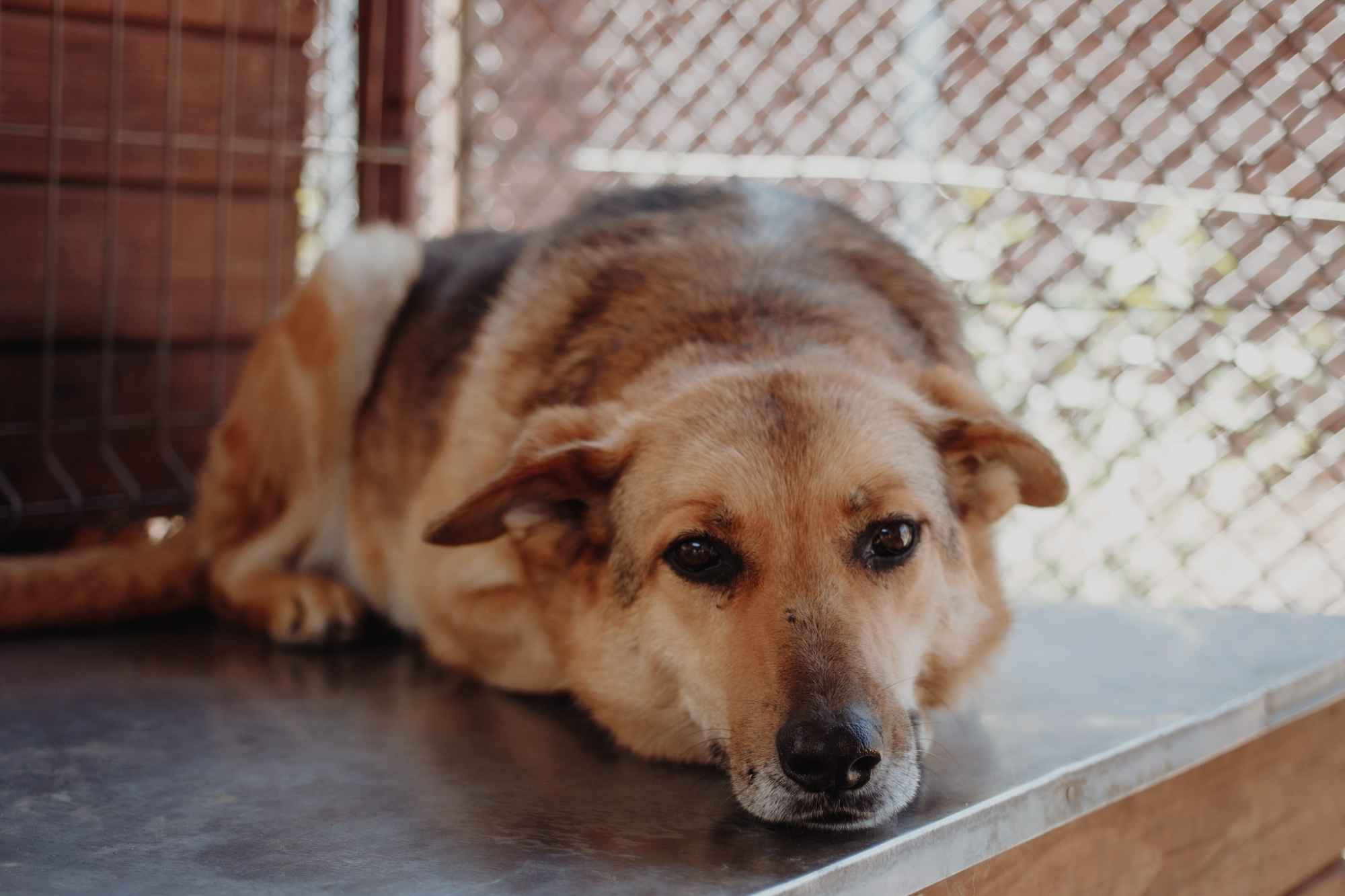 Linda - delikatna dusza szuka swojego człowieka Olsztyn - zdjęcie 1