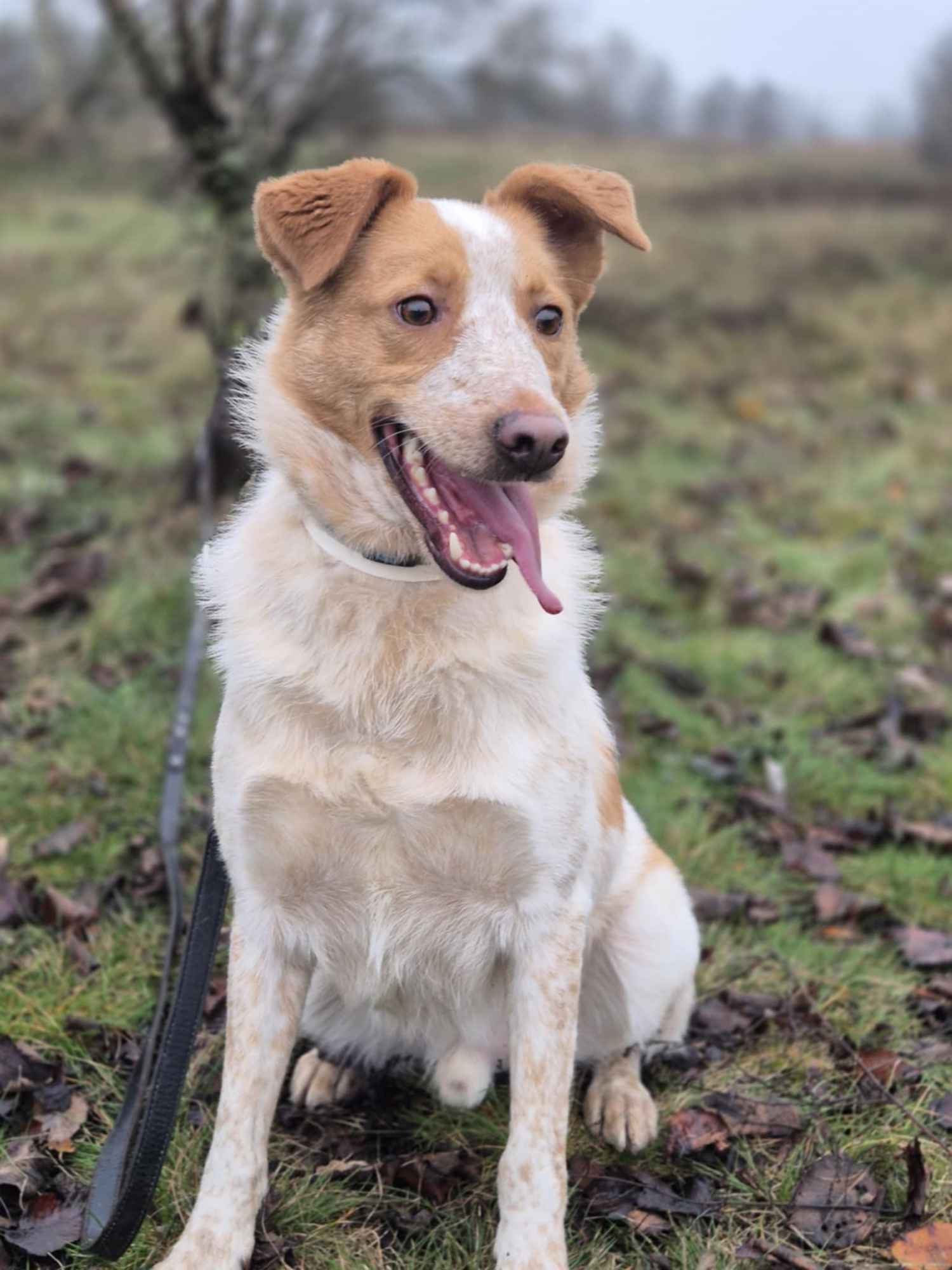 Borysek - anioł w łatki szuka kochającego domu! Olsztyn - zdjęcie 1