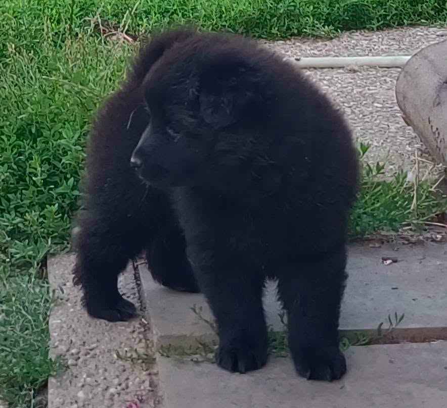 Dužy czarny szpic polecam rodowodowe ( pedigree FCI) szczenięta CZ Chałupki - zdjęcie 4