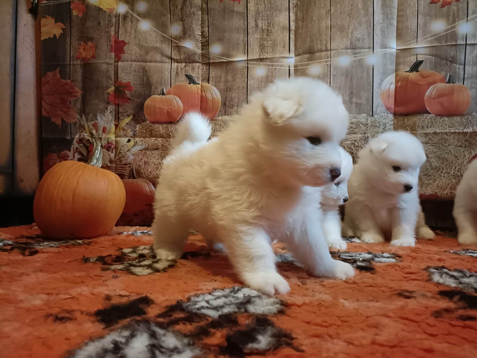 Rasowe szczeniaki samoyed Bukowno - zdjęcie 2