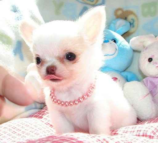 piękne psy i suki Chihuahua mini z certyfikatem Bemowo - zdjęcie 7