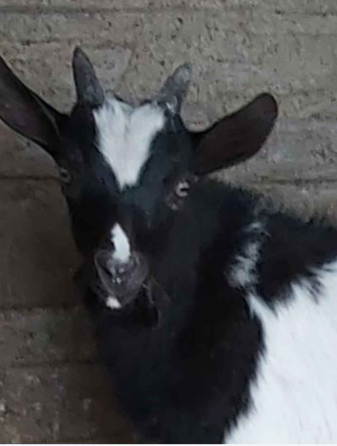 Oddam koze za darmo Strzyżowice - zdjęcie 2