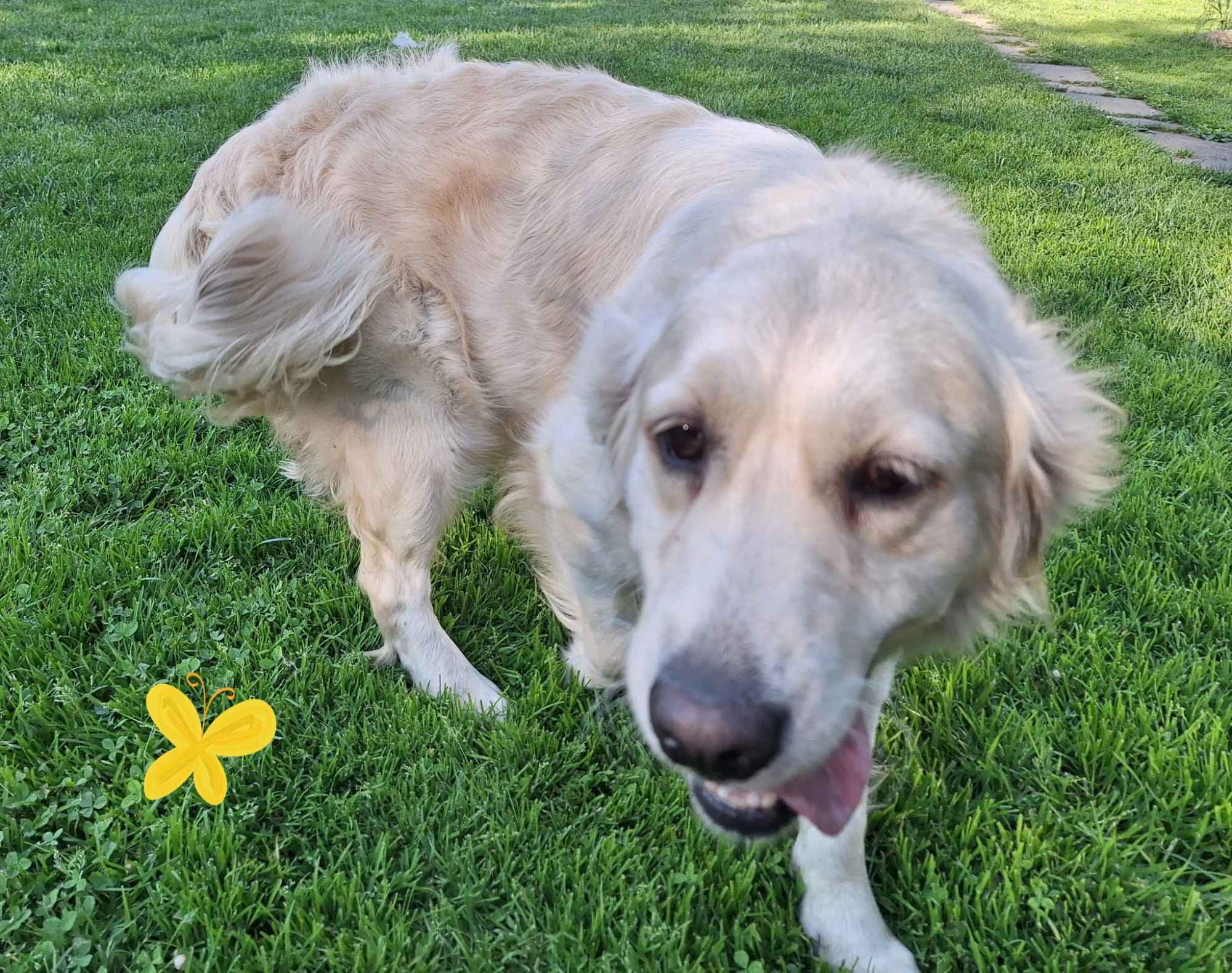 Szczeniak / piesek Golden Retriever Związek Kynologiczny FCI Wadowice - zdjęcie 6