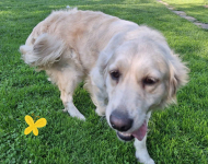 Szczeniak / piesek Golden Retriever Związek Kynologiczny FCI Wadowice - zdjęcie 6