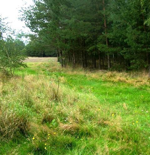 Zainwestuj na obszarze Natura 2000 Puszcza Notecka Marylin - zdjęcie 4