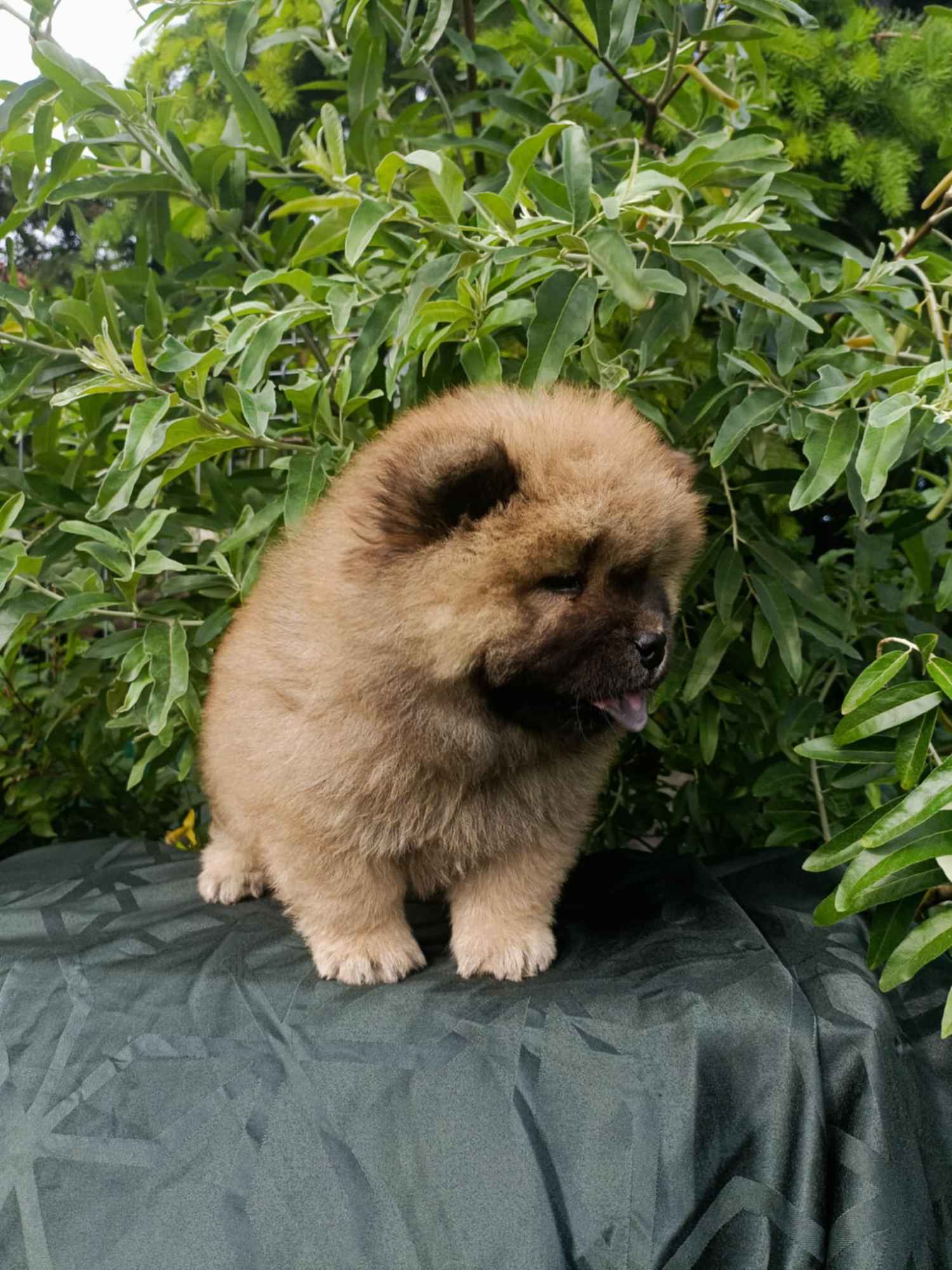 Wzorcowe Chow Chow piękny exterrier rodzice FCI Krapkowice - zdjęcie 3