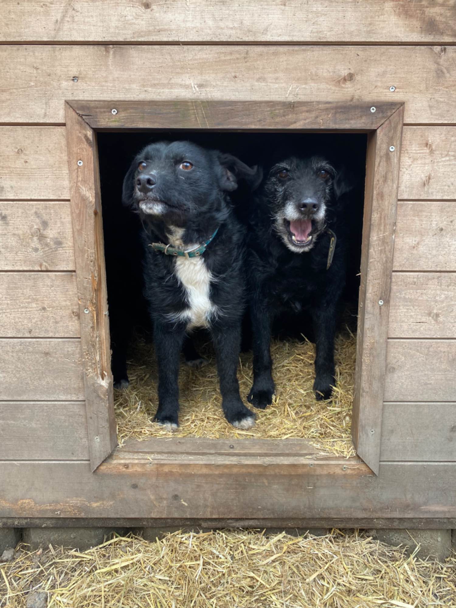 Dwa psy do wspólnej adopcji - Tata i Syn - nie pozwólmy ich rozdzielić Oborniki - zdjęcie 6