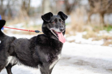 Patyk - niewielki ciałem ale wielki sercem! Olsztyn - zdjęcie 3