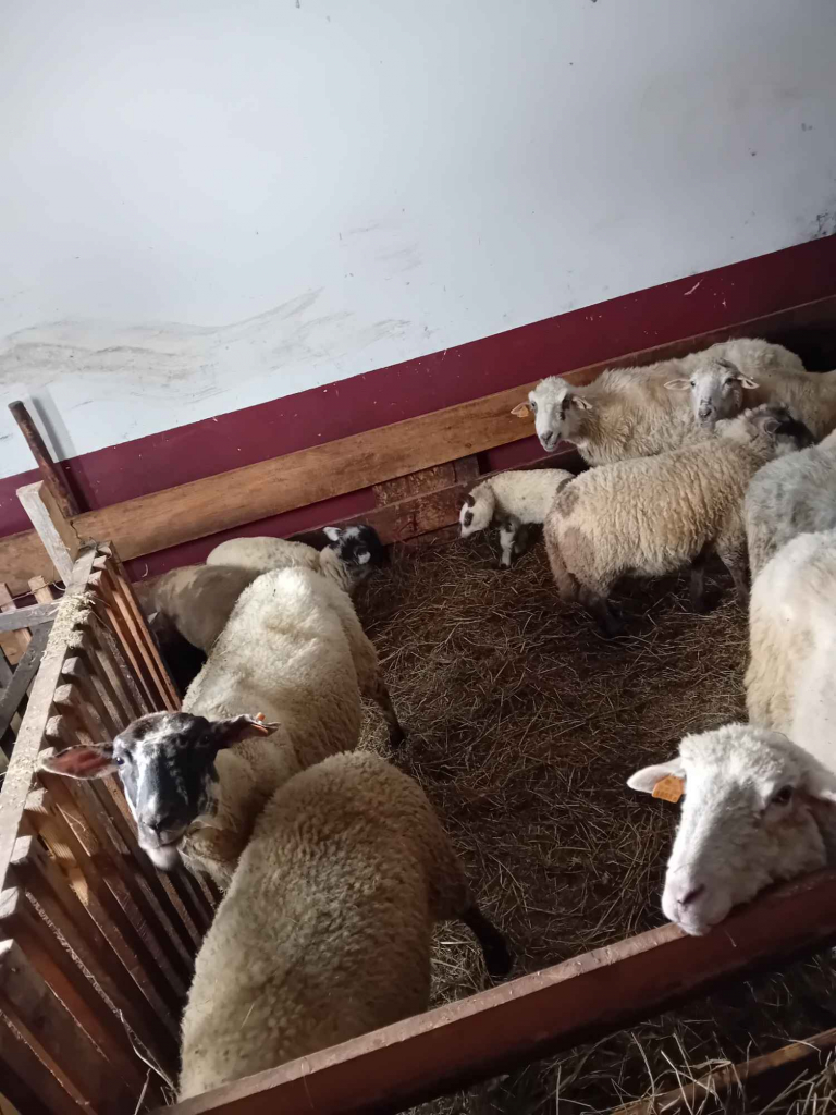 BARANKI DO OGRÓDKA Mszana Dolna - zdjęcie 5