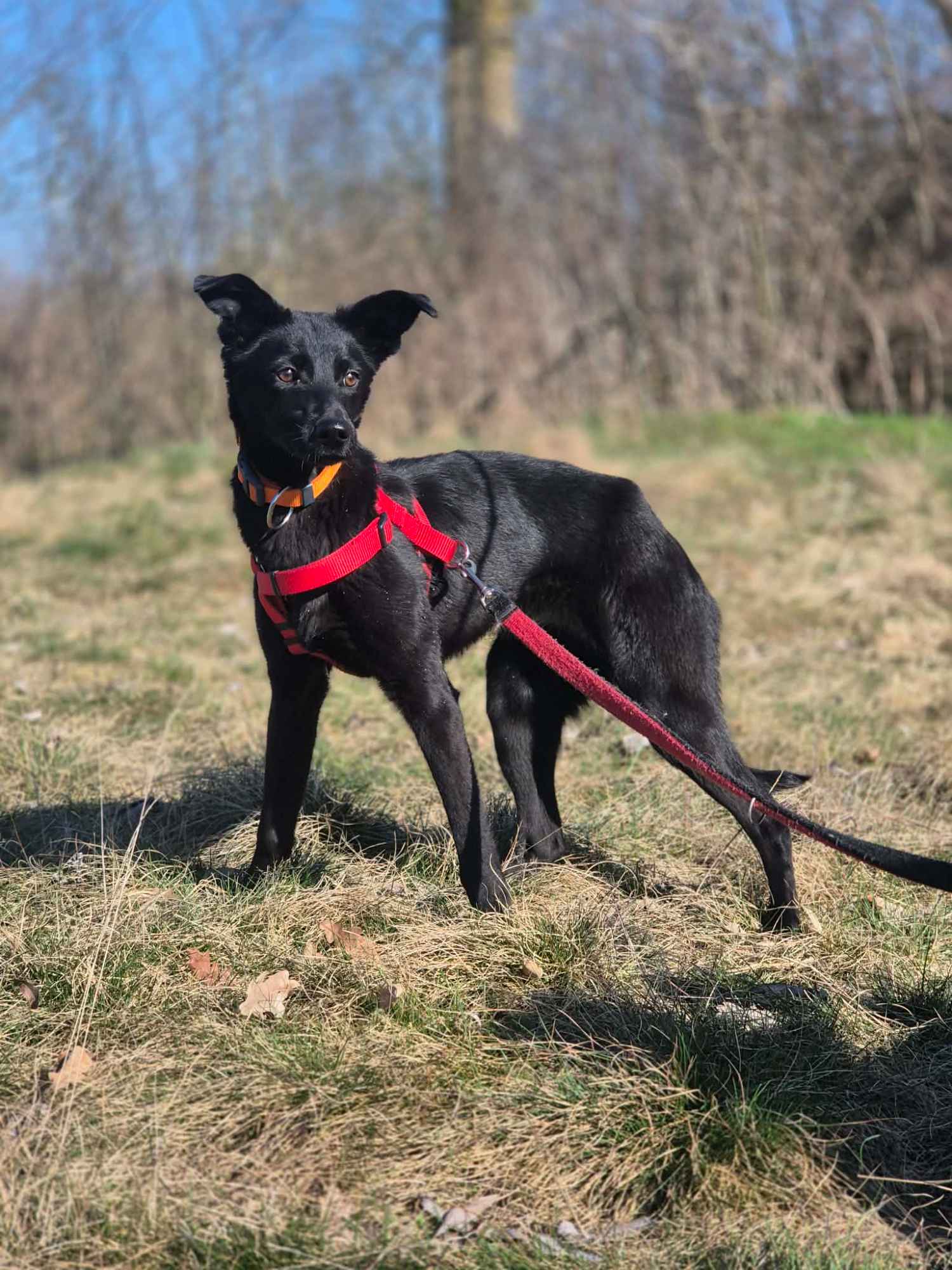 11 miesięczna Fela szuka spokojnego domu! Olsztyn - zdjęcie 2