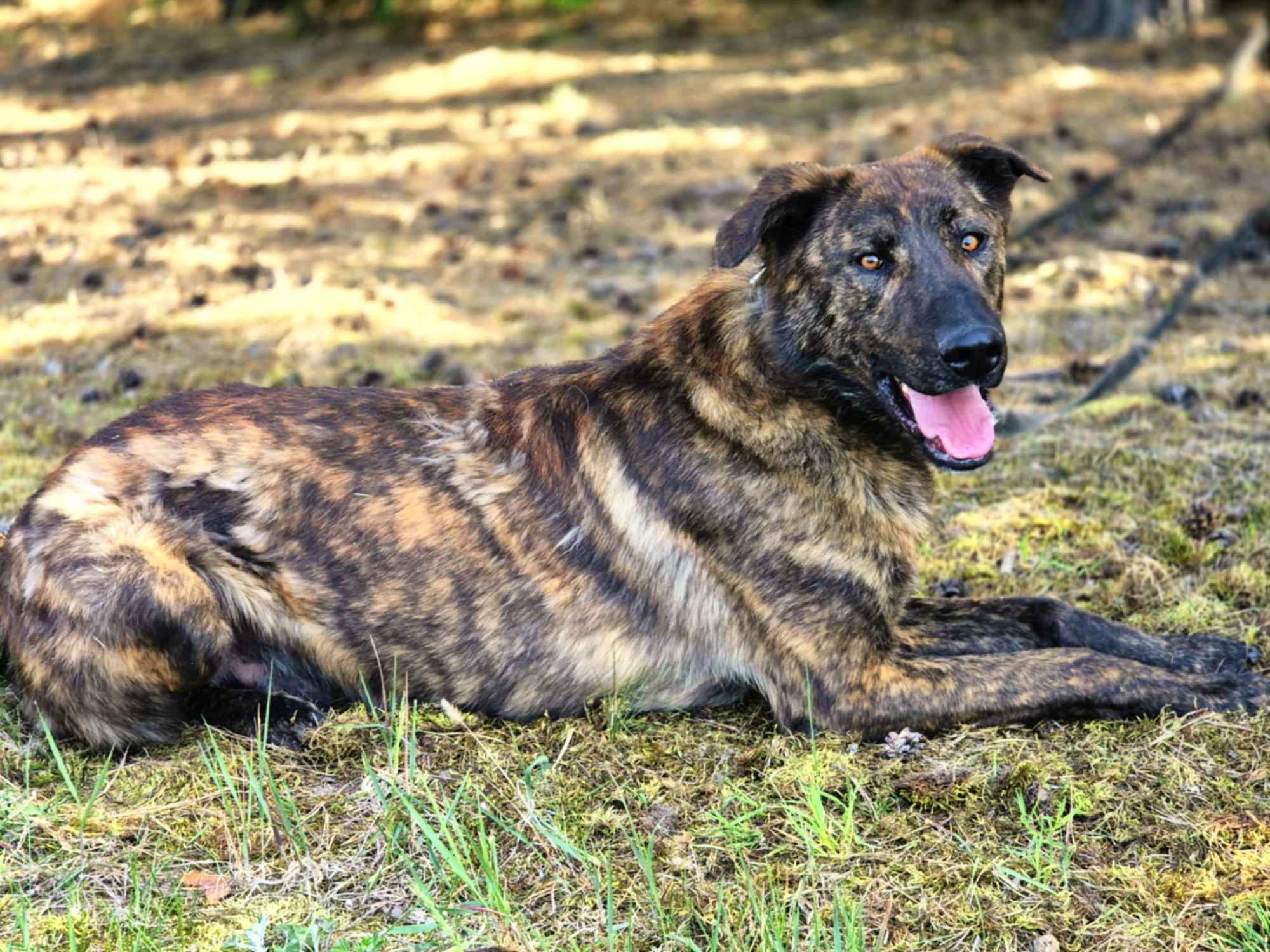 Blum - młody, wychowany z dziećmi, aktywny pręgus! Olsztyn - zdjęcie 1