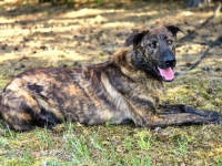 Blum - młody, wychowany z dziećmi, aktywny pręgus!