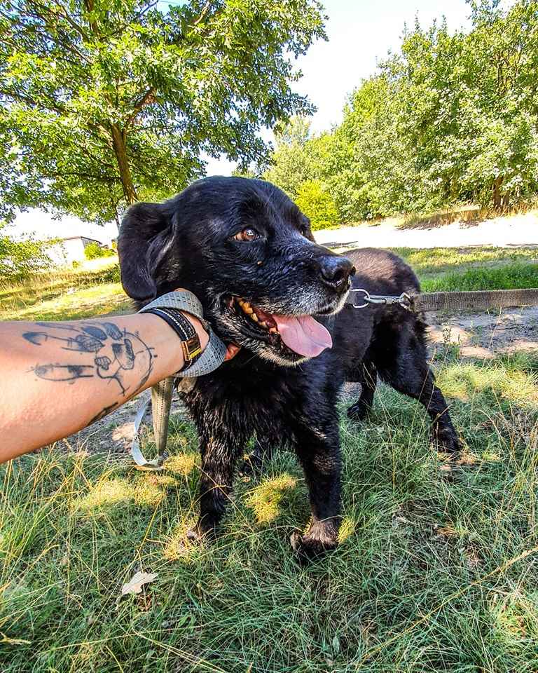 Turbo kontaktowy, piękny pies w typie labradora szuka kochającego domu Polesie - zdjęcie 1