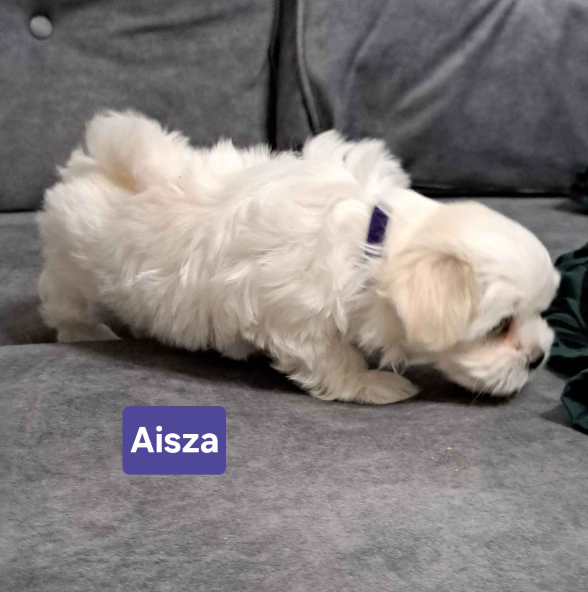 Maltańczyki suczki Burzec - zdjęcie 3