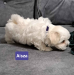 Maltańczyki suczki Burzec - zdjęcie 3