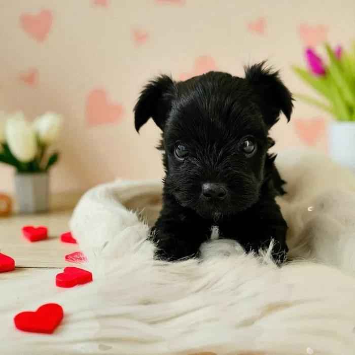 Wybitnie piękny Unikatowy York - Czarny bez podpaleń - Hodowla Legalna Fabryczna - zdjęcie 4