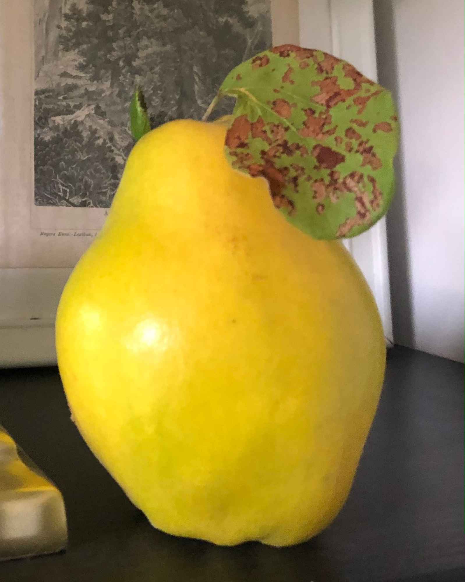 Pigwa - piękne owoce na przetrwory, nalewka pigwowa / Cydonia oblonga Skalbmierz - zdjęcie 2