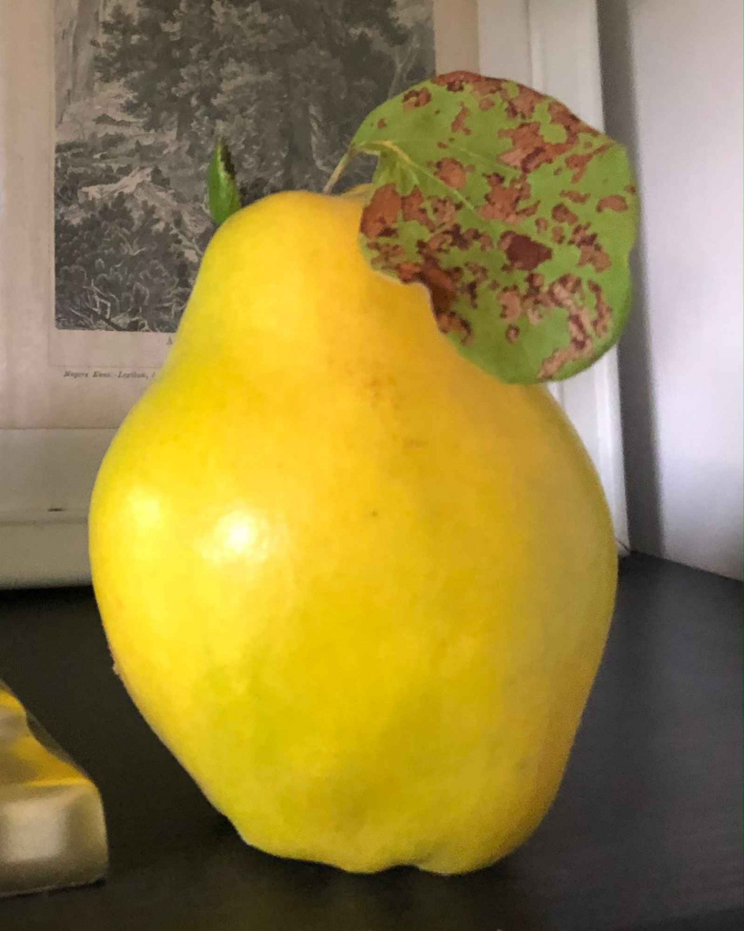 Pigwa - piękne owoce na przetrwory, nalewka pigwowa / Cydonia oblonga Skalbmierz - zdjęcie 2