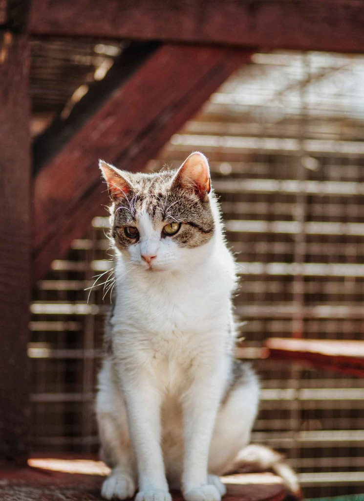 Valentino - wesoły, odważny, przyjazny kocurek! Olsztyn - zdjęcie 3