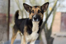 Riko - dostojny i poważny pies szuka domu!