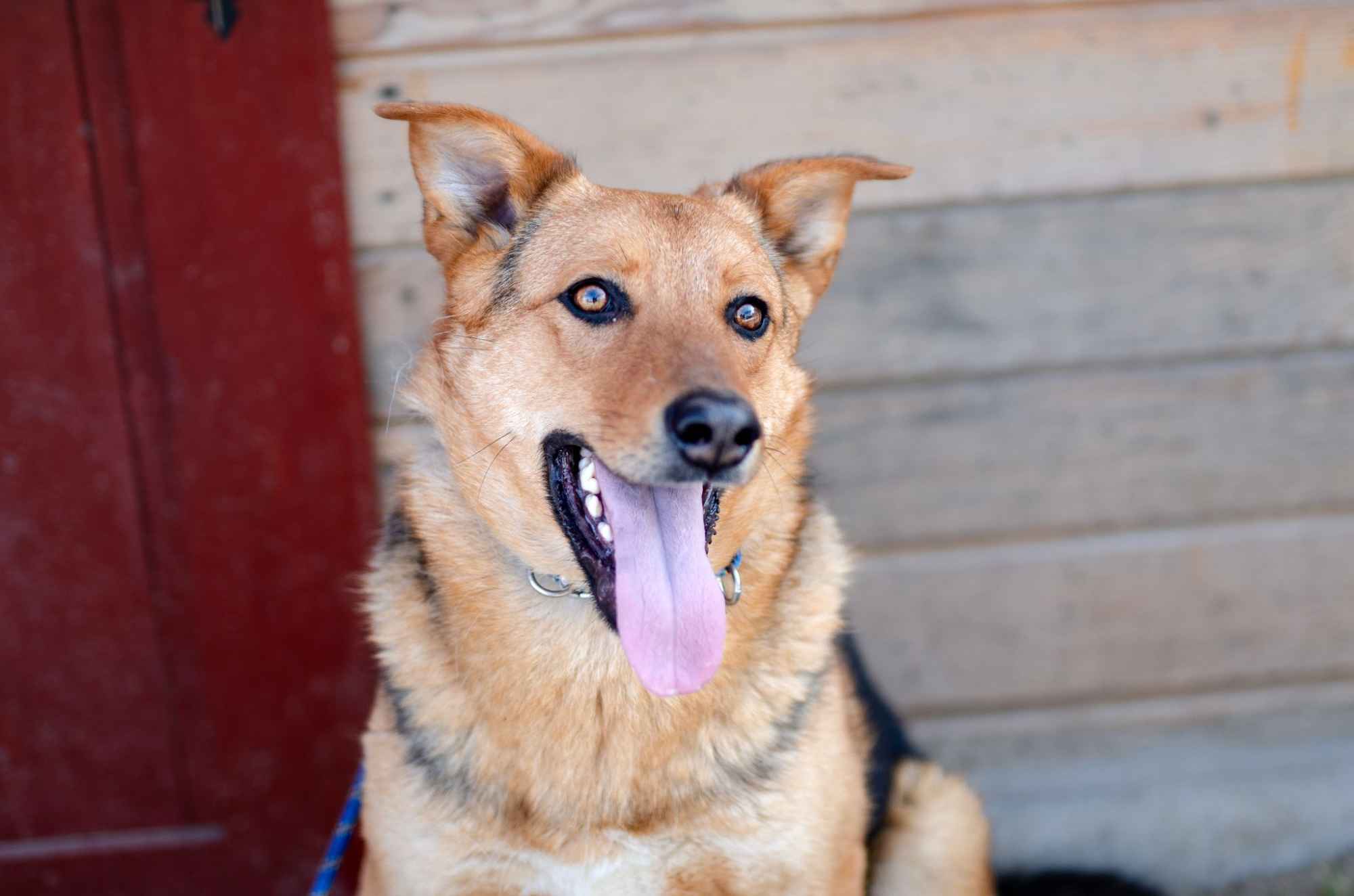 Bobi - młody, wesoły psiak szuka swojej rodziny Olsztyn - zdjęcie 4