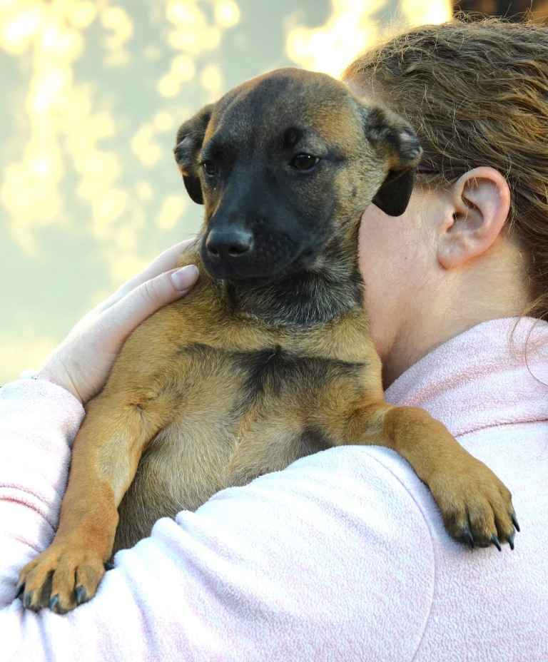 LUNA beżowa z czarną kufą szuka domu Sochaczew - zdjęcie 3