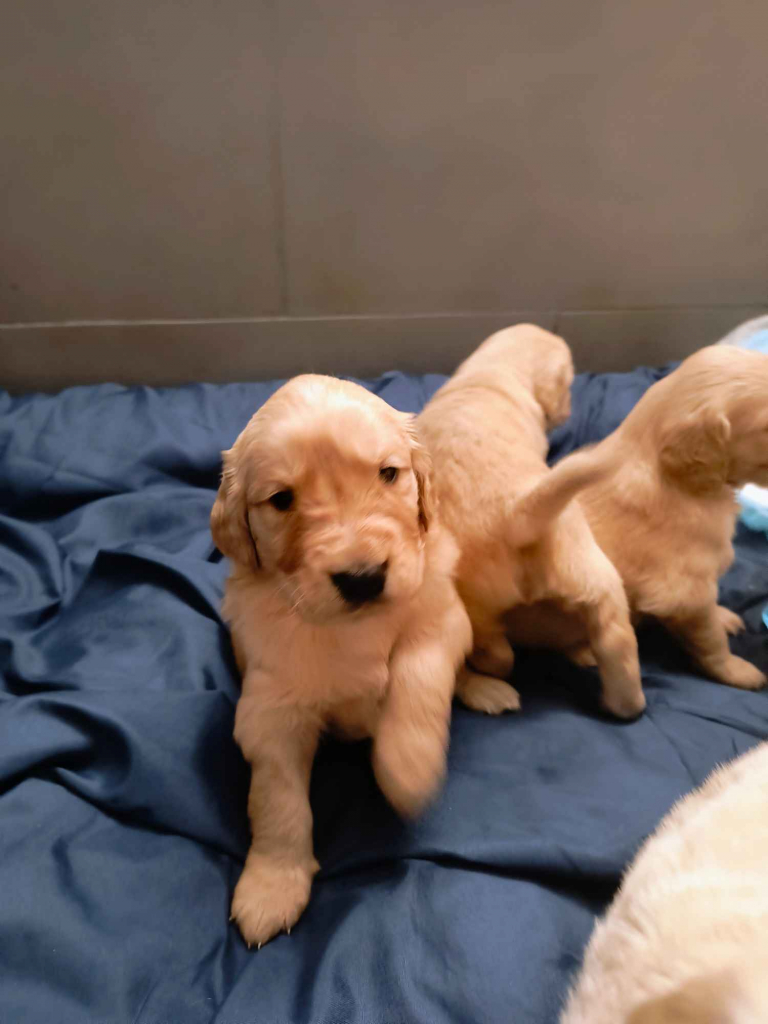 Szczeniaki Golden Retriver Kraśnik - zdjęcie 3