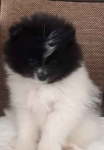 Szpic miniaturowy pomeranian Radomsko - zdjęcie 3