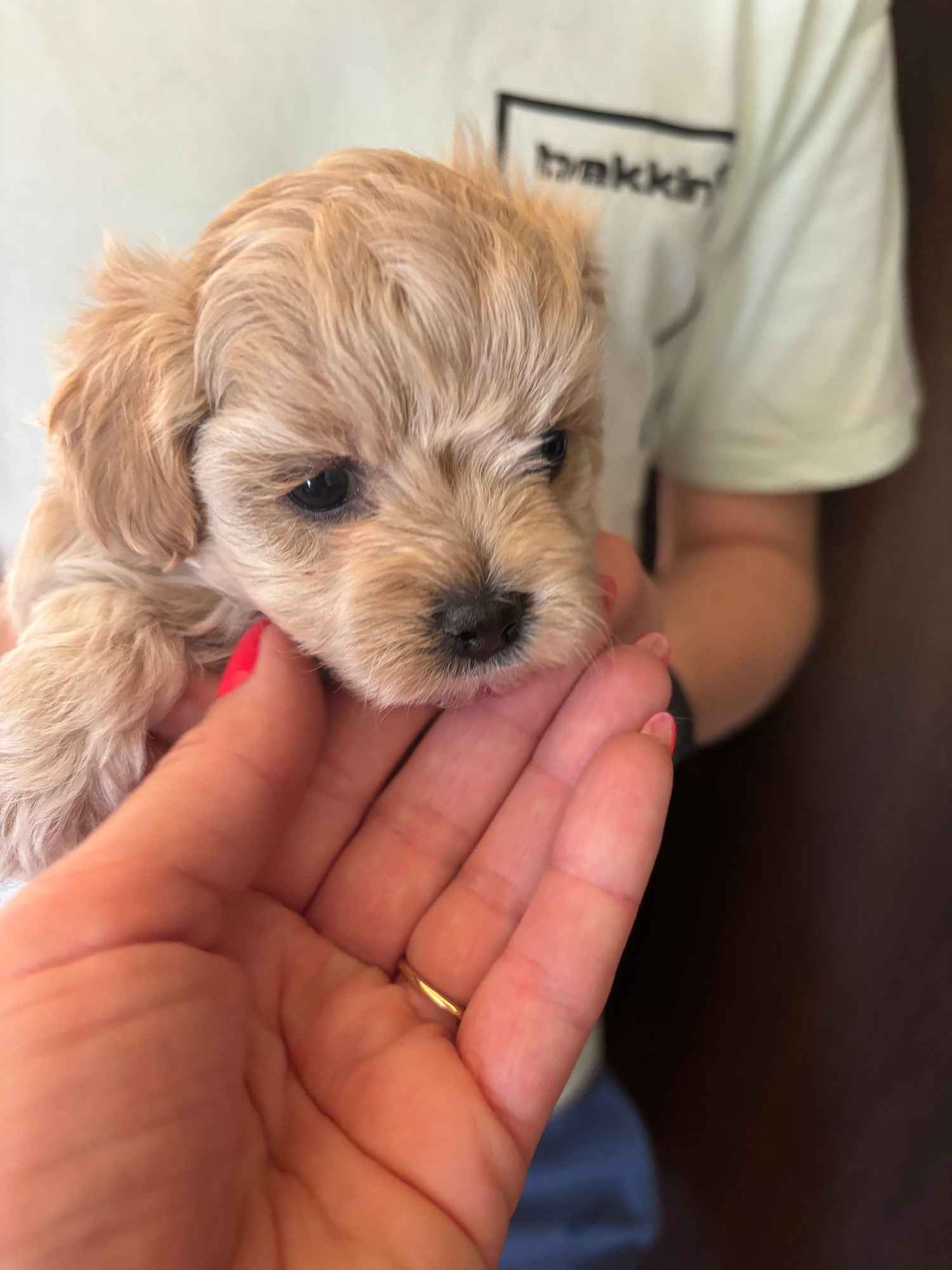 Maltipoo miniaturka 1,5 kg F1 Częstochowa - zdjęcie 5