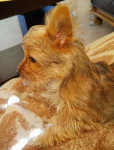 Sprzedam Yorkshire Terrier Biewer Miechów - zdjęcie 3